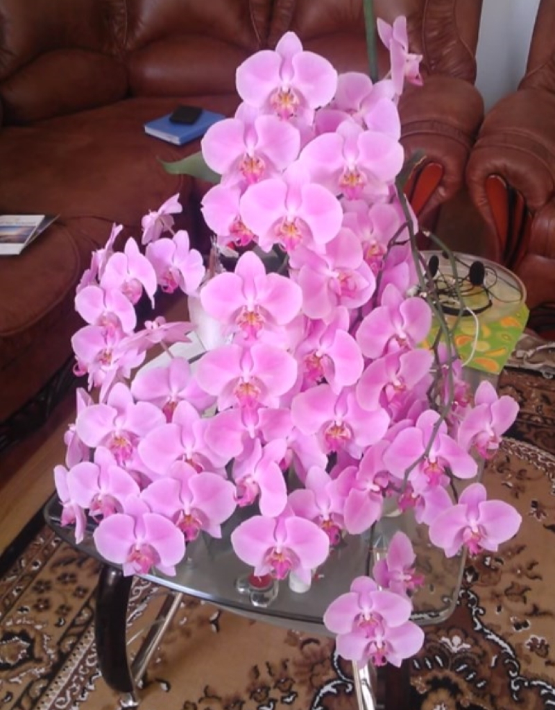 При каких условиях орхидея цветет водопадом изящных нежных бутонов
