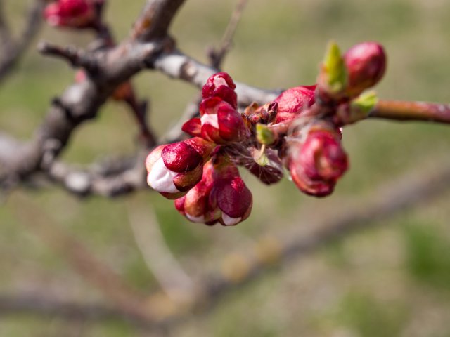 Сад весной: три обязательных весенних обработки против болезней и вредителей