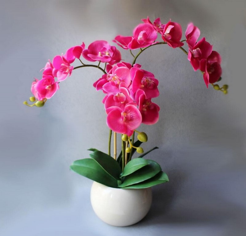 Копеечное удобрение для орхидей. Всего пару поливов, и ты не узнаешь свои цветы.