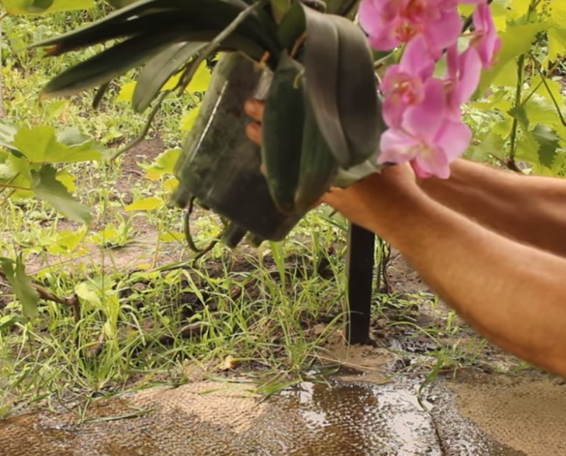 При каких условиях орхидея цветет водопадом изящных нежных бутонов