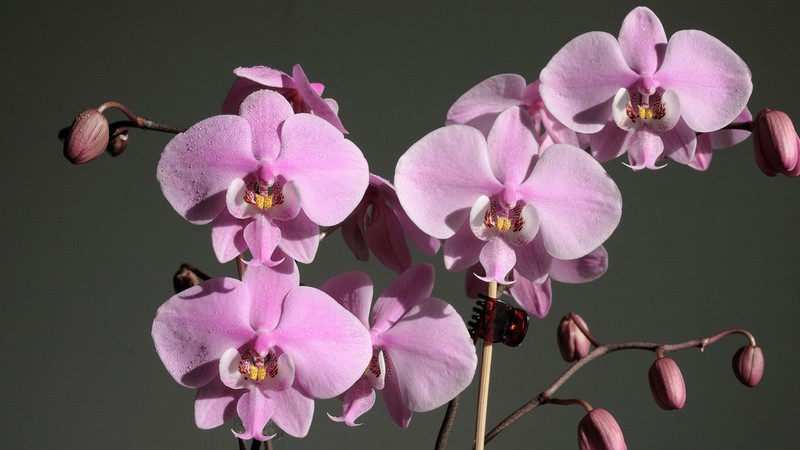 Копеечное удобрение для орхидей. Всего пару поливов, и ты не узнаешь свои цветы.