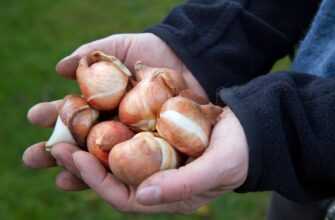 Как хранить зимой луковицы гладиолусов и тюльпанов