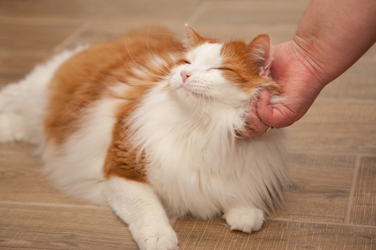 Как коты показывают, что они вас любят – 11 «люблю» на кошачьем языке