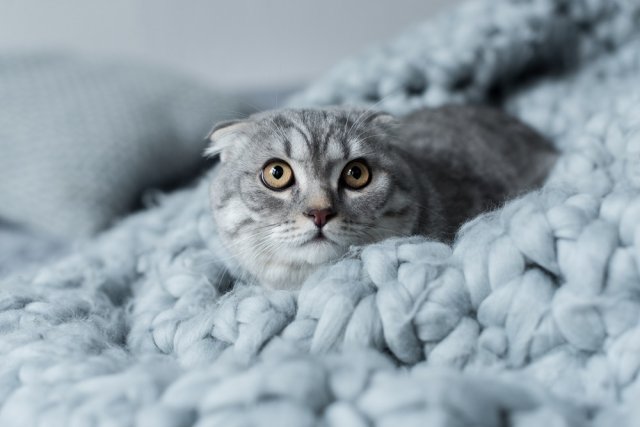 10 интересных фактов о кошках, о которых вы и не подозревали