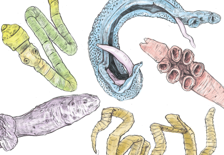 6 симптомов, которые говорят о наличии паразитов кишечнике