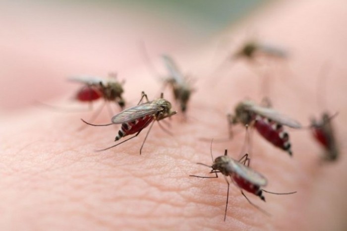 Самые простые способы избавиться от комаров