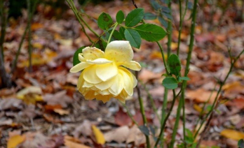 Осенний уход за розой: 10 