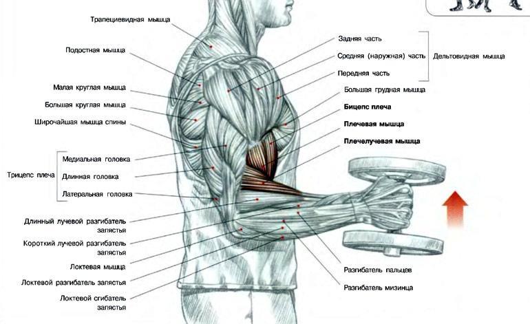 Бицепс это какая мышца фото